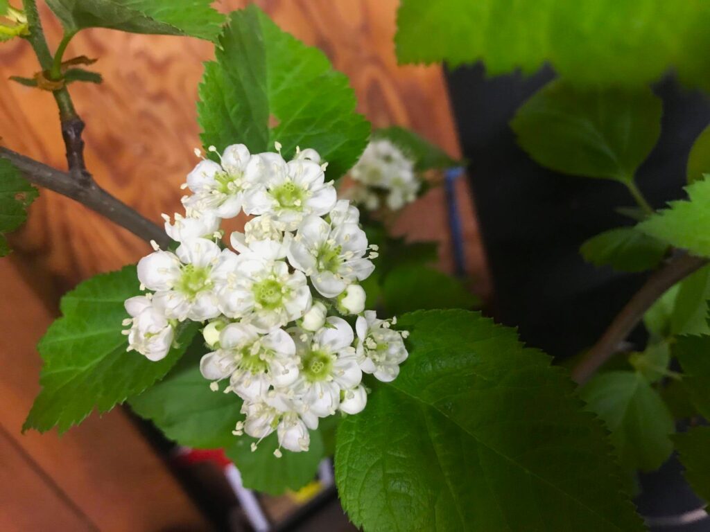 クロミサンザシの花