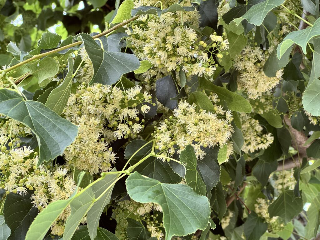 シナノキの花