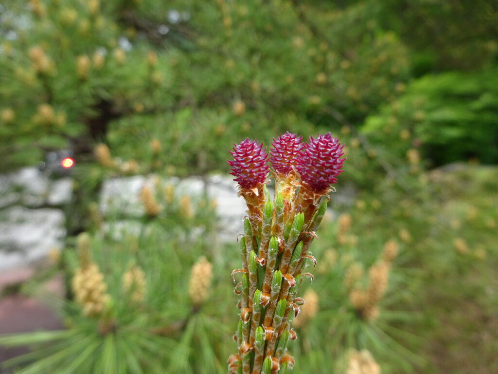 アカマツ_雌花