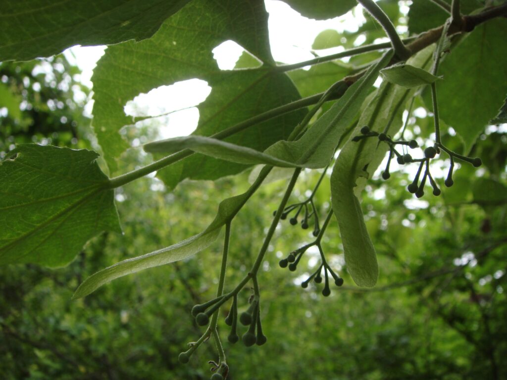 シナノキの蕾